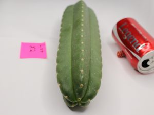 Rare Scopulicola X Puquienis Cactus