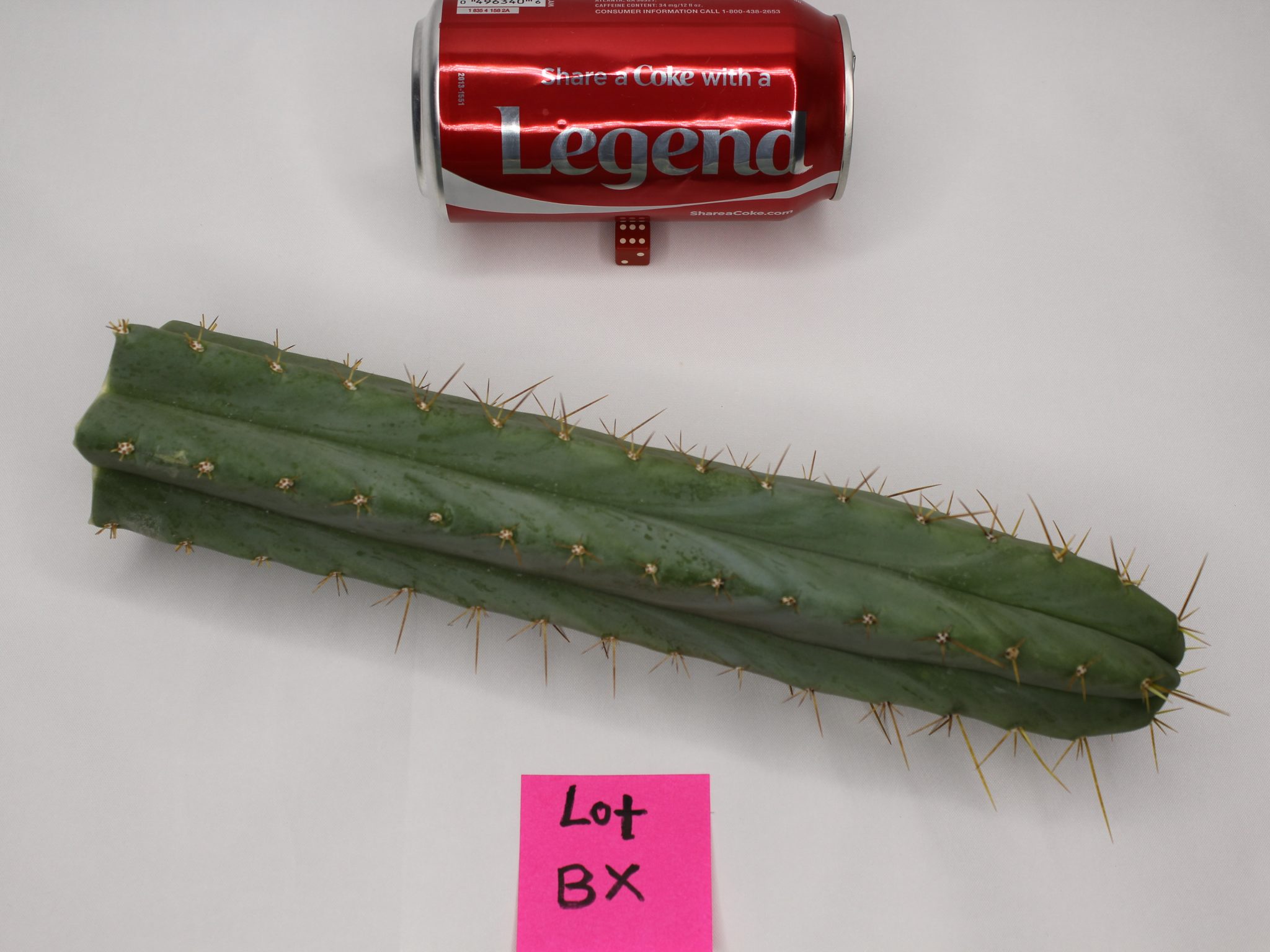 Trichocereus Bridgesii Santaensis Cactus