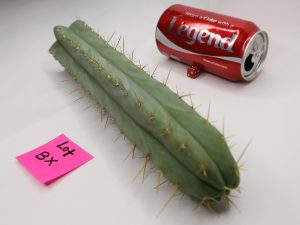 Trichocereus Bridgesii Santaensis Cactus