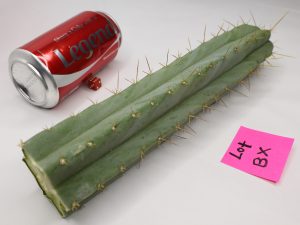 Trichocereus Bridgesii Santaensis Cactus