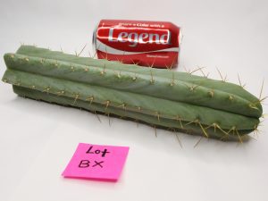 Trichocereus Bridgesii Santaensis Cactus