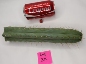 Trichocereus Bridgesii Santaensis Cactus