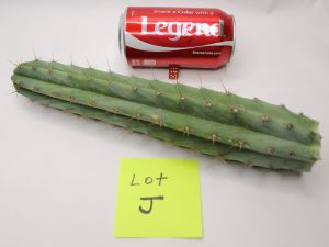 Trichocereus Lumber Jack Cactus for Sale