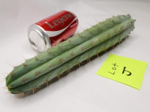 Trichocereus Lumber Jack Cactus for Sale