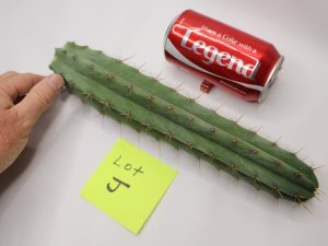 Trichocereus Lumber Jack Cactus for Sale