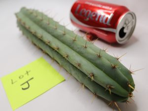 Trichocereus Lumber Jack Cactus for Sale