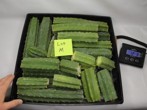 San Pedro Cactus 12 LBS for Sale