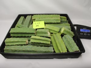 San Pedro Cactus 12 LBS for Sale