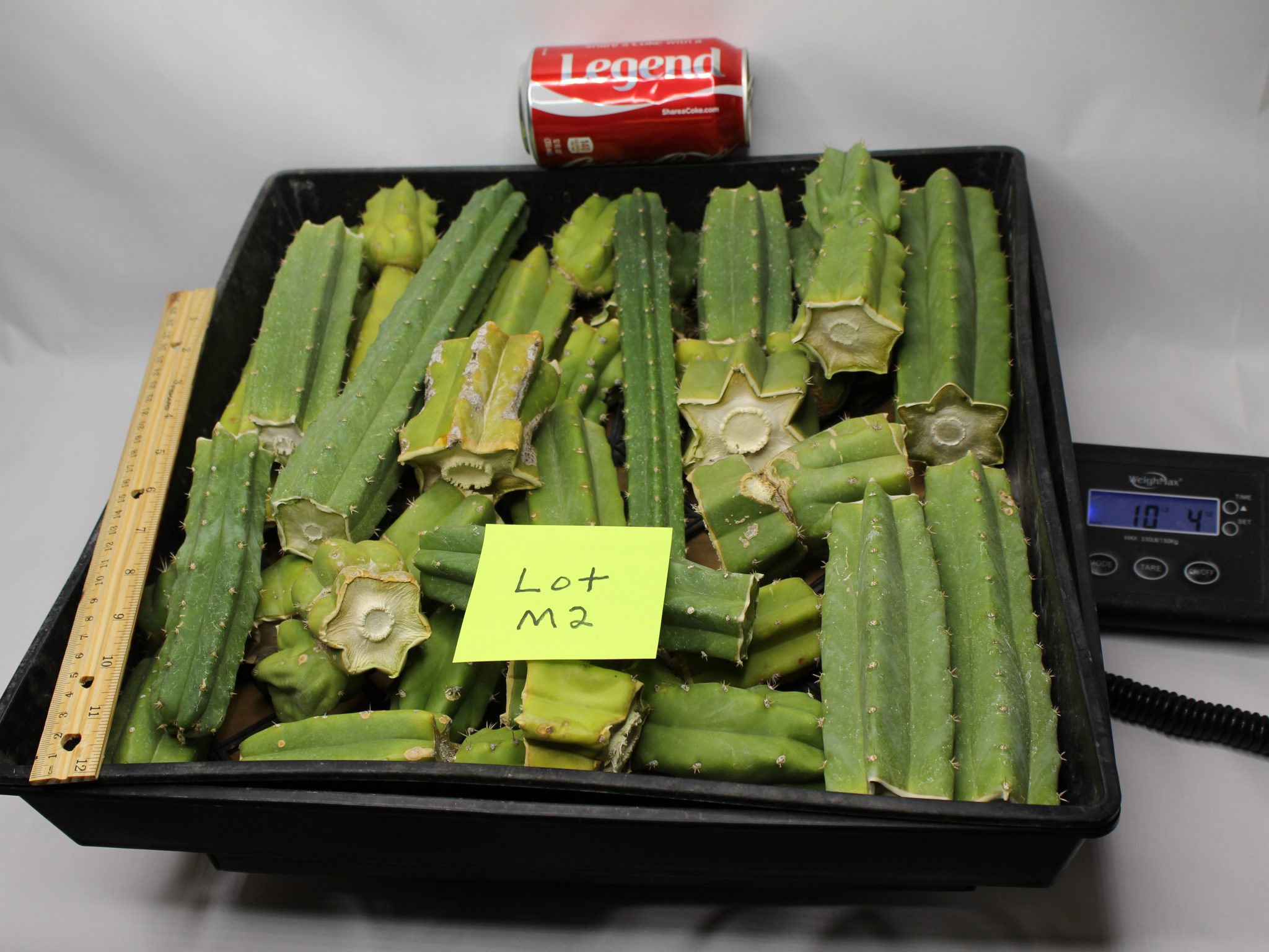 San Pedro Cactus 10 Lbs of Bits