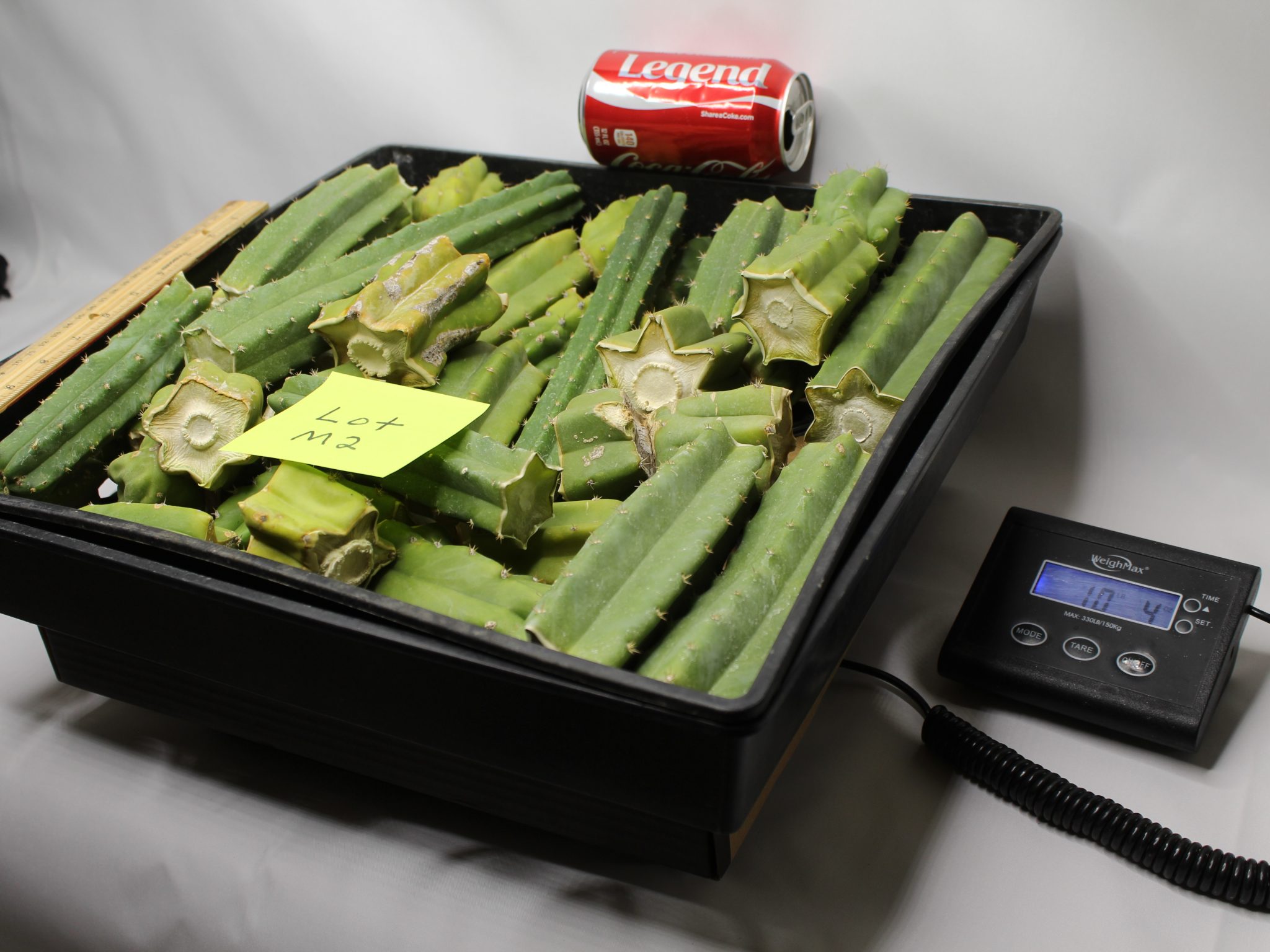 San Pedro Cactus 10 LBS of Rough Bits and Pieces Trichocereus Pachanoi Echinopsis cacti Bulk Lot M2 - Image 3