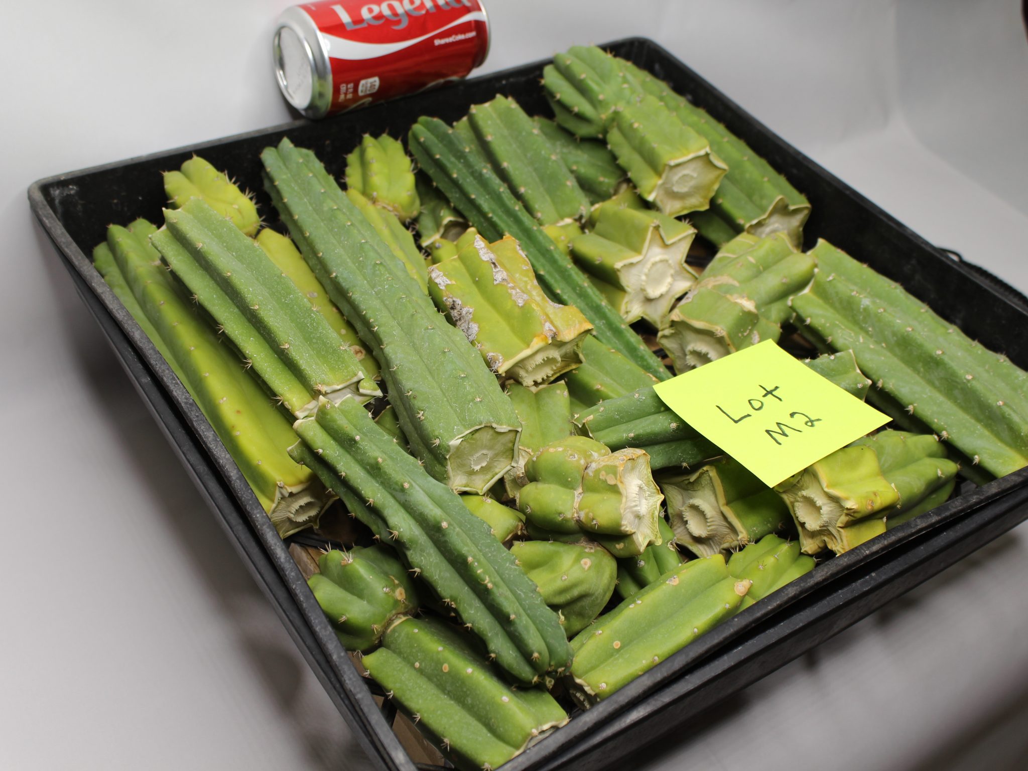 San Pedro Cactus 10 Lbs of Bits