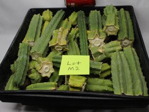 San Pedro Cactus 10 Lbs of Bits