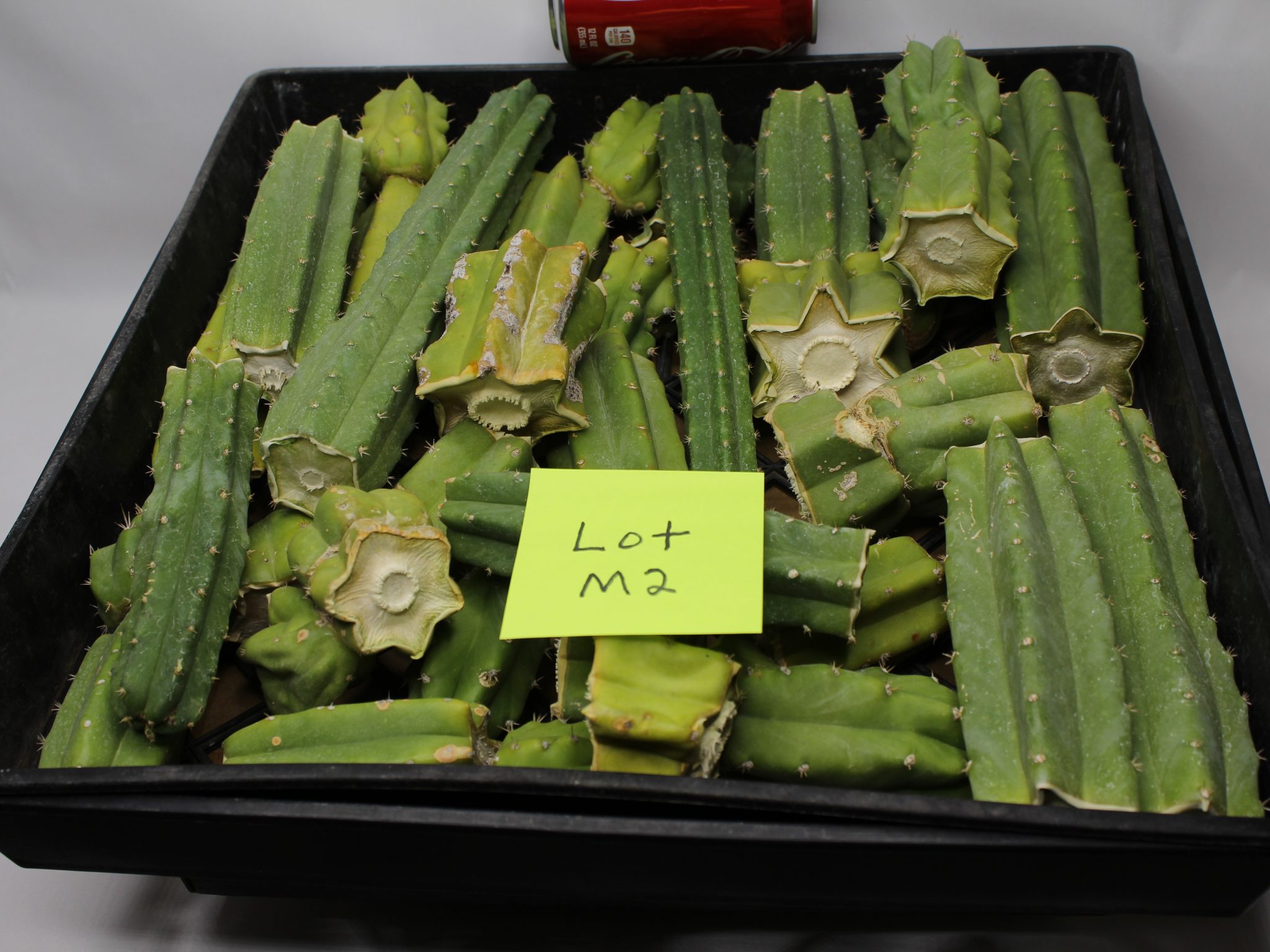 San Pedro Cactus 10 Lbs of Bits