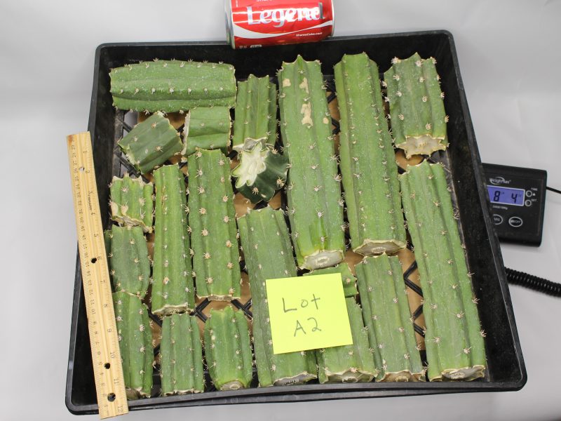 Peruvianus Cactus 8 Lbs of Bits