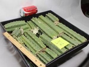 Peruvianus Cactus 8 Lbs of Bits