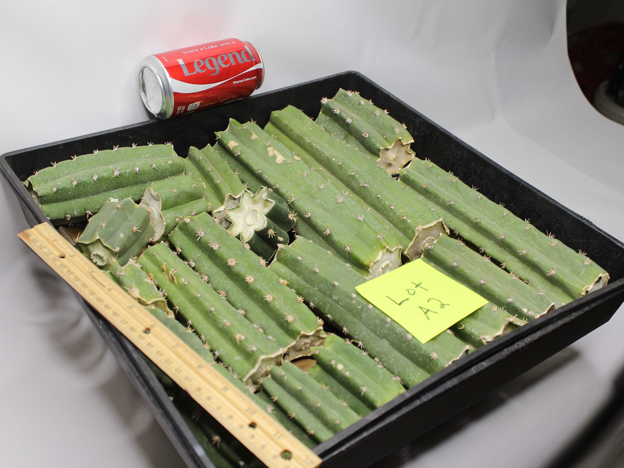 Peruvianus Cactus 8 Lbs of Bits