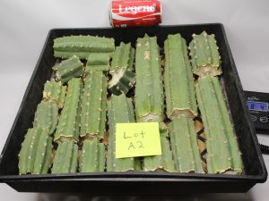 Peruvianus Cactus 8 Lbs of Bits