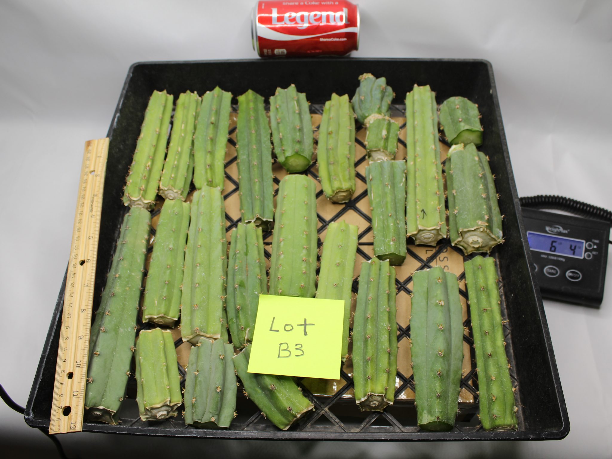Bridgesii Cactus bits and pieces lot