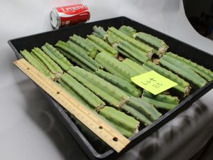 Bridgesii Cactus bits and pieces lot