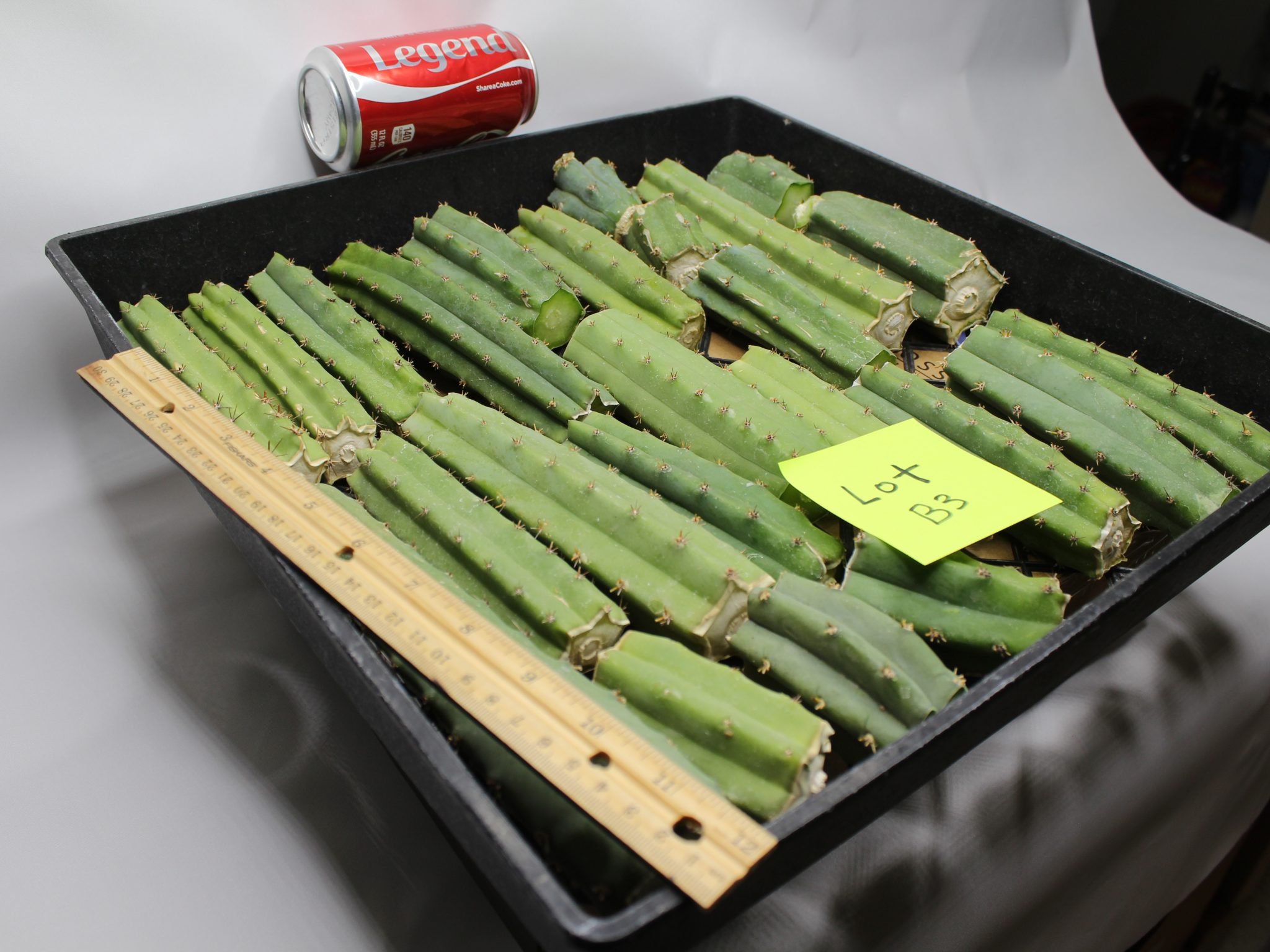 Bridgesii Cactus bits and pieces lot