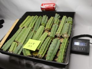 Bridgesii Cactus bits and pieces lot