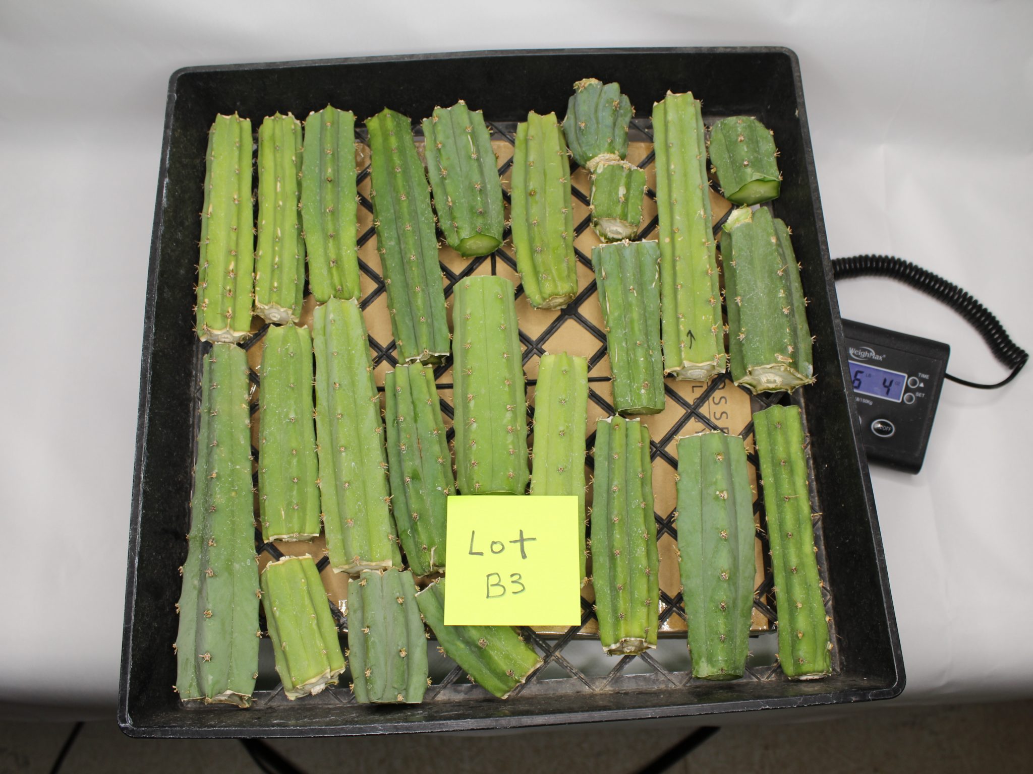 Bridgesii Cactus bits and pieces lot
