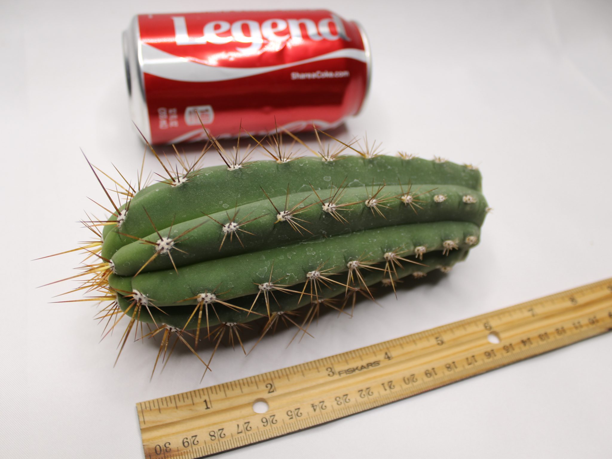 1 Small Rare Cactus Trichocereus Werdermannianus Backeberg Cacti Top Lot LW - Image 3