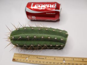 Trichocereus Werdermannianus Backeberg Cacti