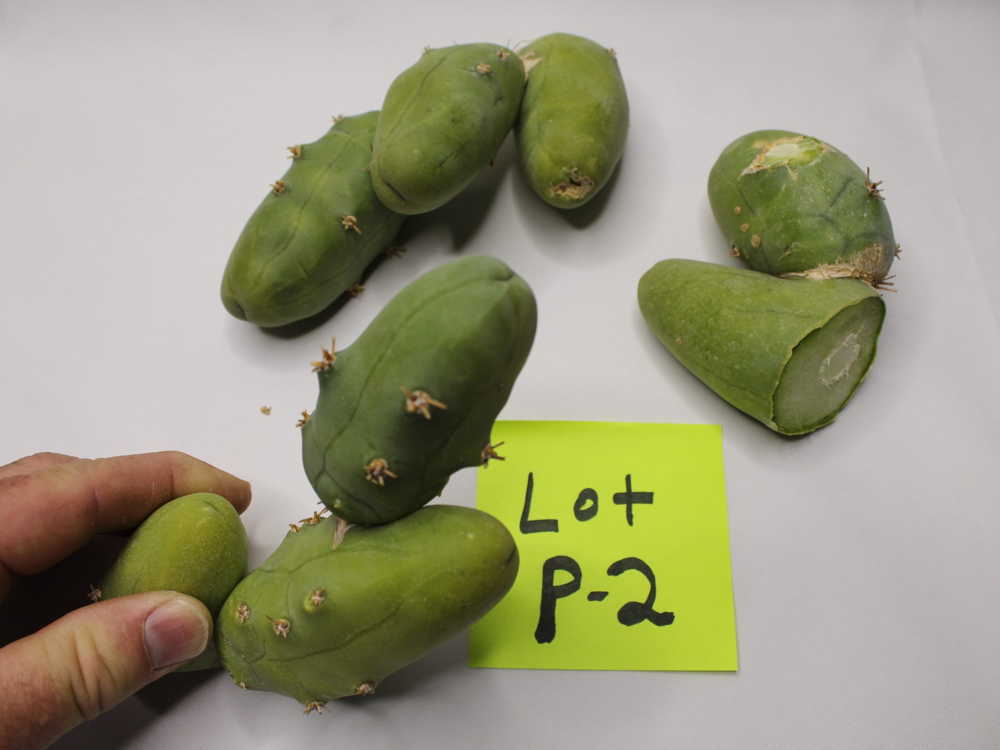 Penis Cactus Clone B Bridgesii Lageniformis Monstruosa sale