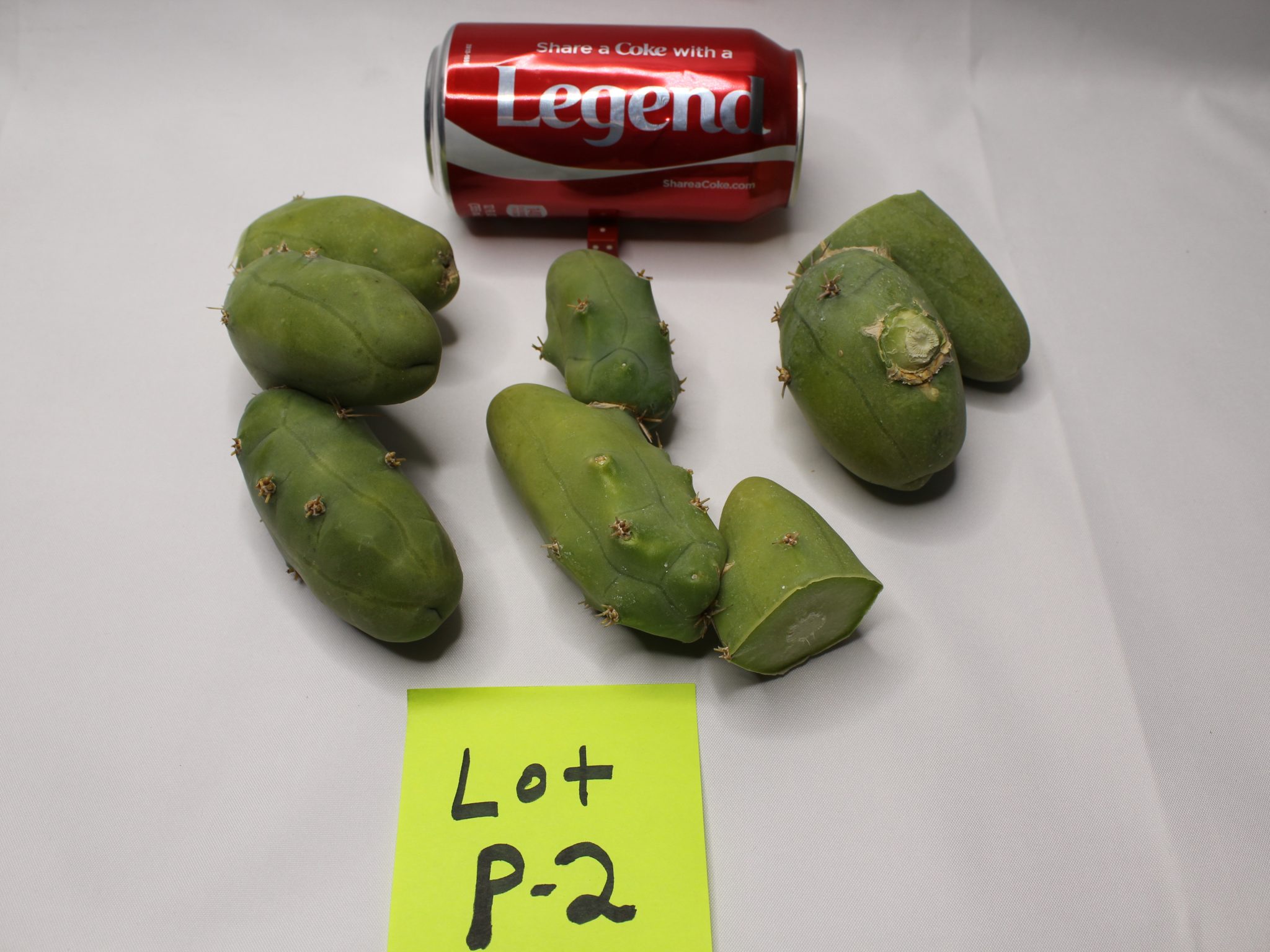 Penis Cactus Clone B Bridgesii Lageniformis Monstruosa sale