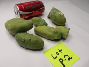 Penis Cactus Clone B Bridgesii Lageniformis Monstruosa sale