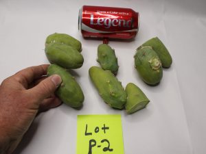 Penis Cactus Clone B Bridgesii Lageniformis Monstruosa sale