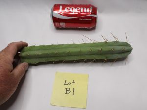 Standard Trichocereus Bridgesii