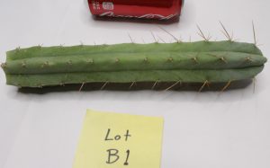 Standard Trichocereus Bridgesii